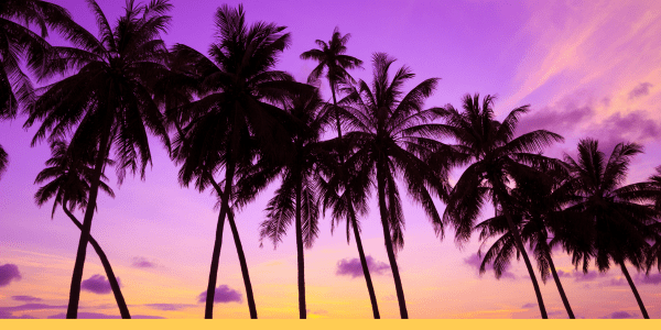 Palm trees against purple and orange sunset used as a visual metaphor for how friendships illuminate our lives with warm feelings and colorful moments.